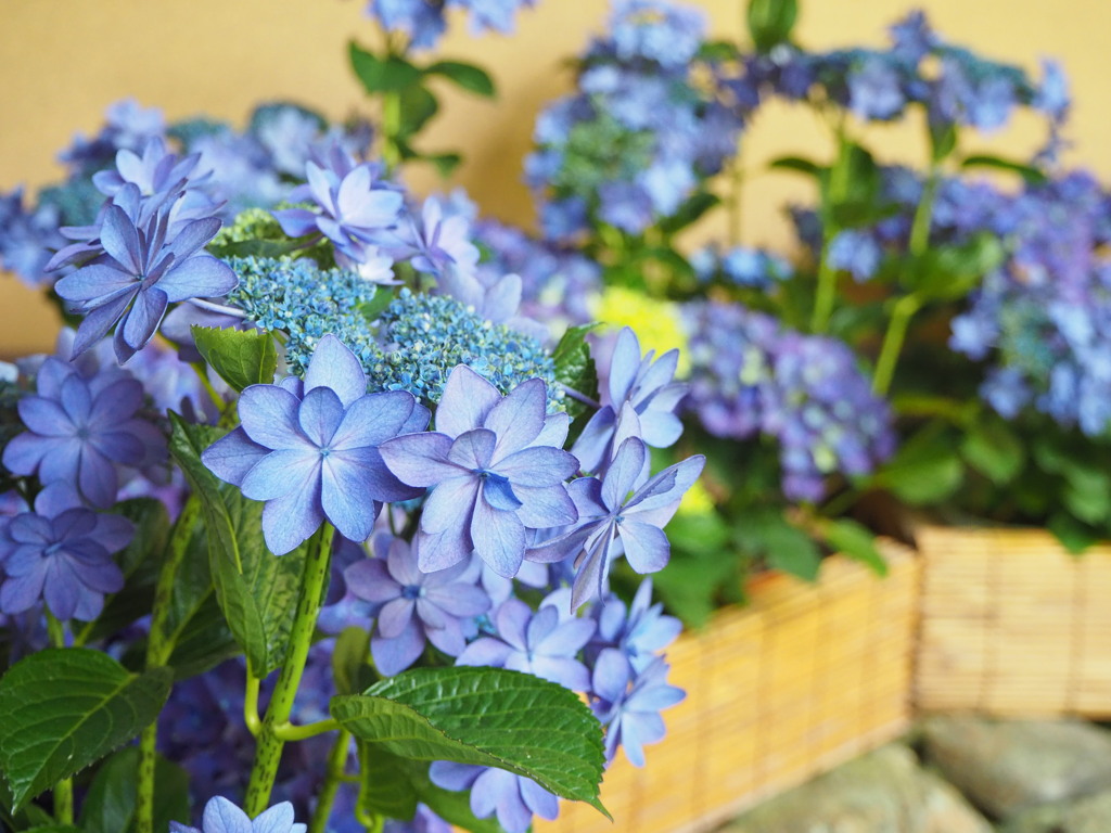 紫陽花