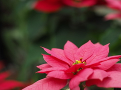 ポインセチア