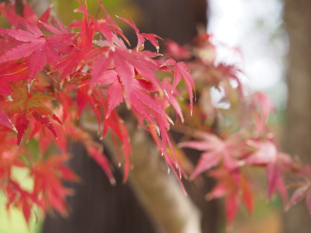紅葉