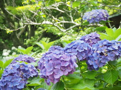 紫陽花の壁