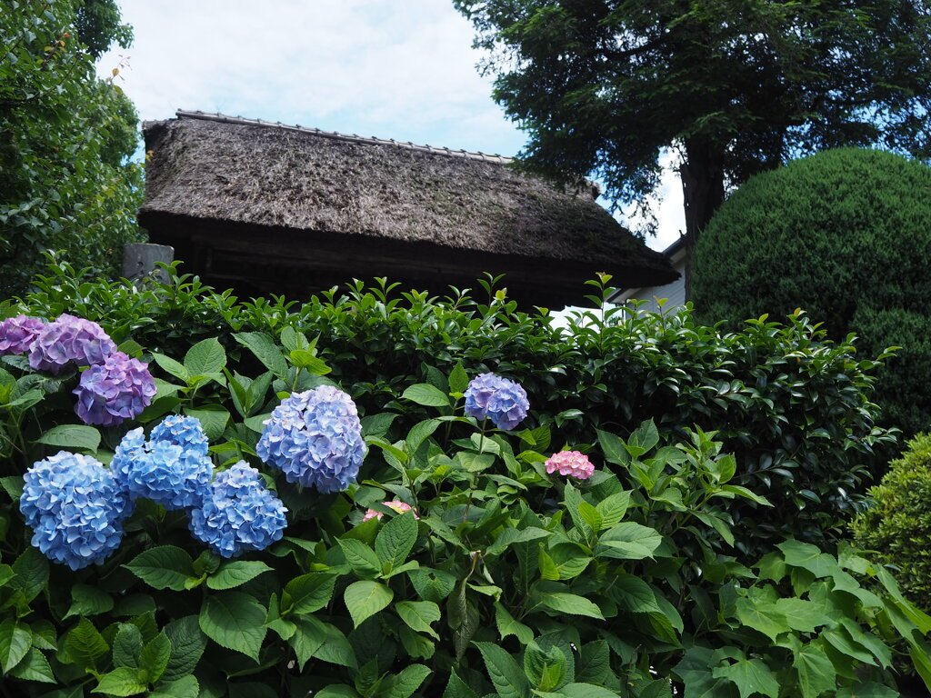 アジサイ