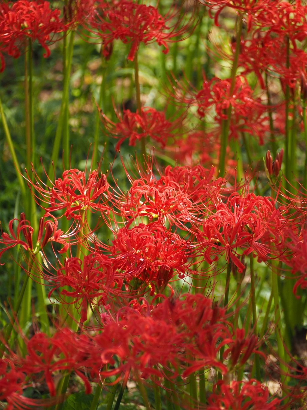 曼珠沙華