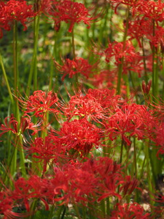 曼珠沙華