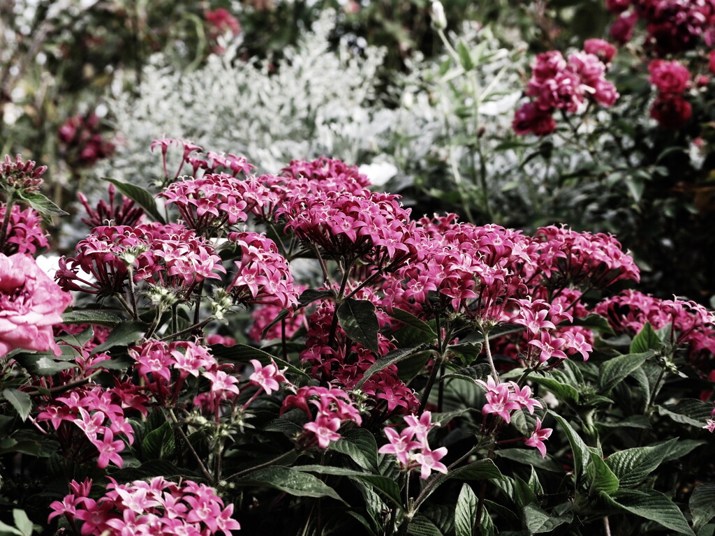 薔薇