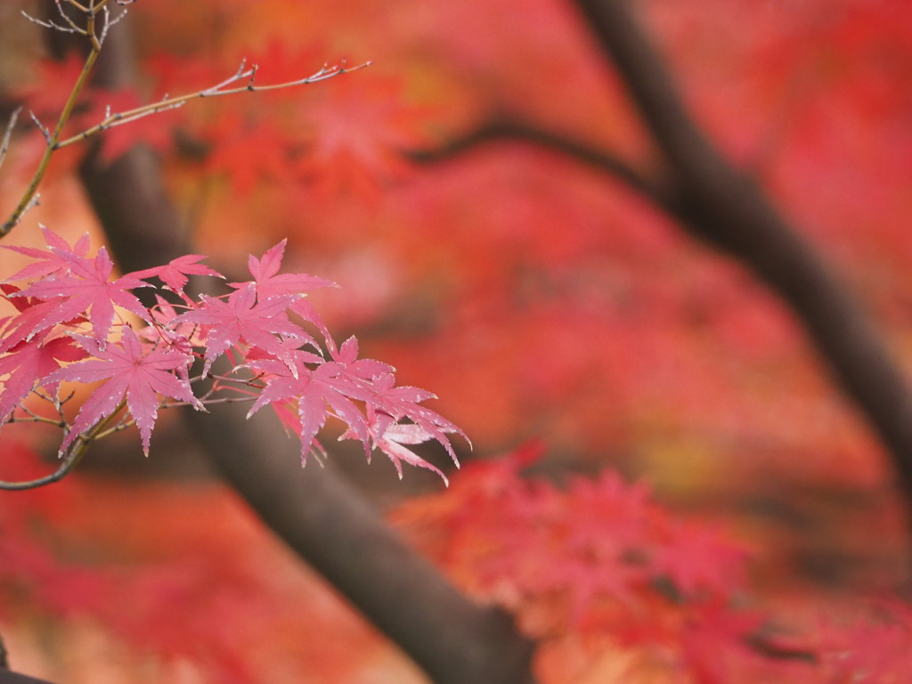 赤紅葉
