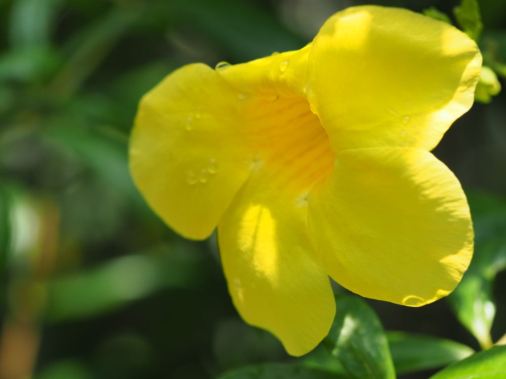 アリアケカズラ