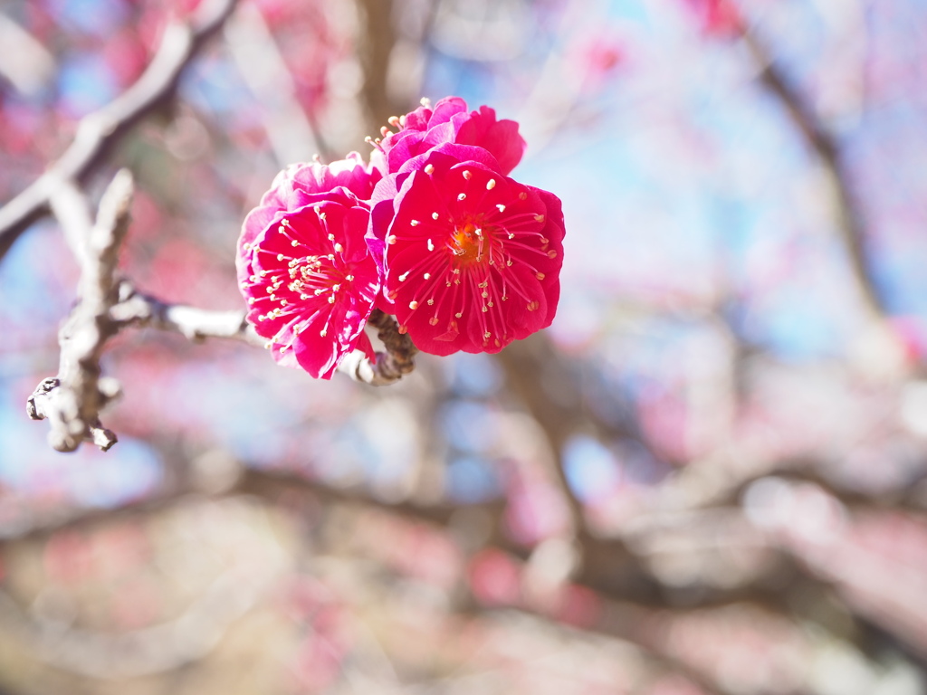 紅梅