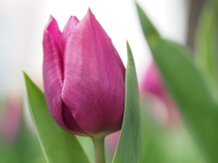 チューリップ