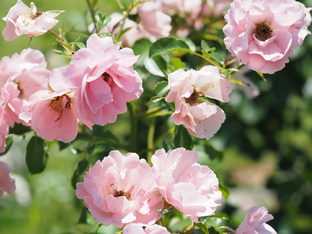 サマーウインド