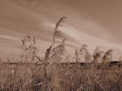 荒涼たる秋の地