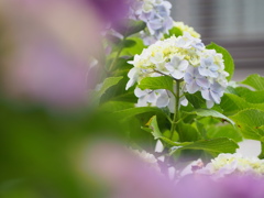 紫陽花