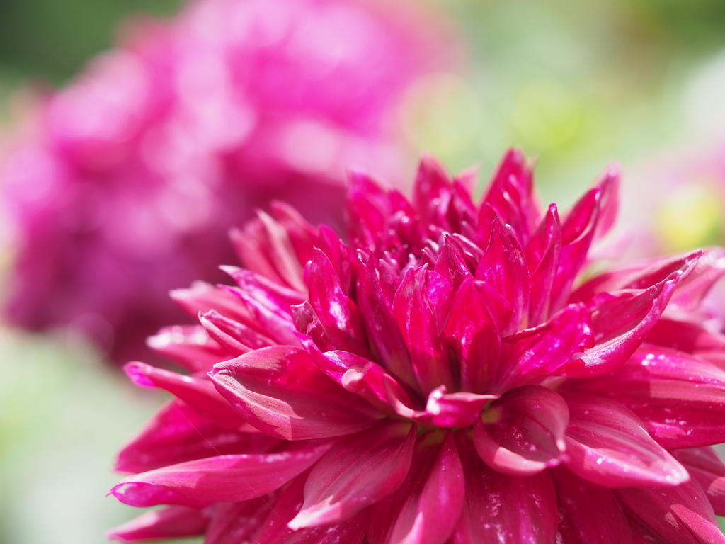 ナイトシェード