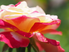 ダブルディライト