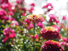 秋の日差しをうけて