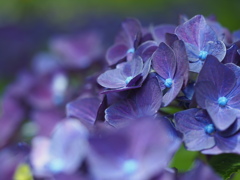 紫陽花