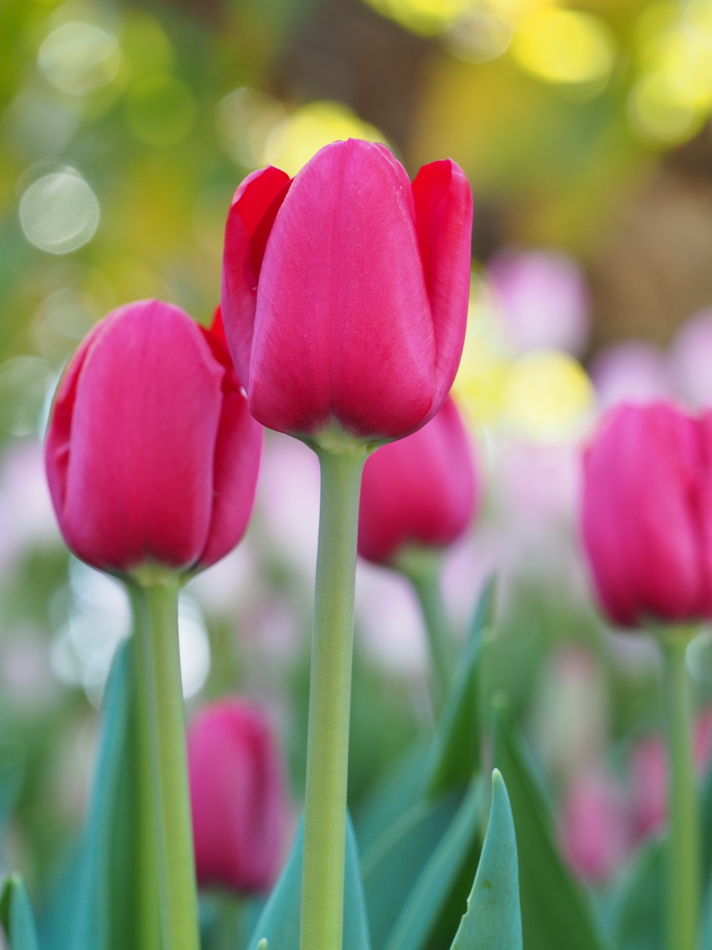 イルドフランス