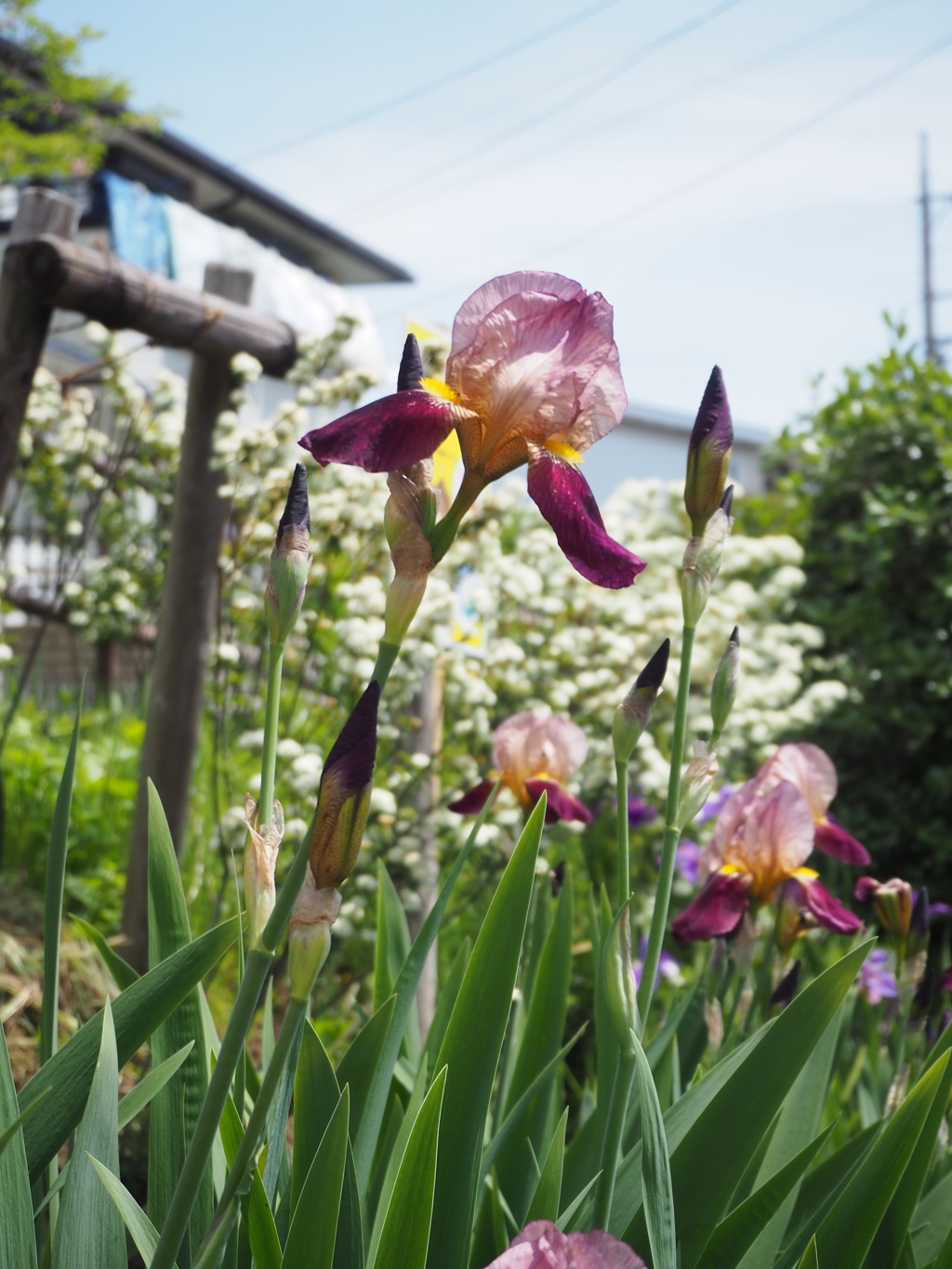 まっすぐ伸びて