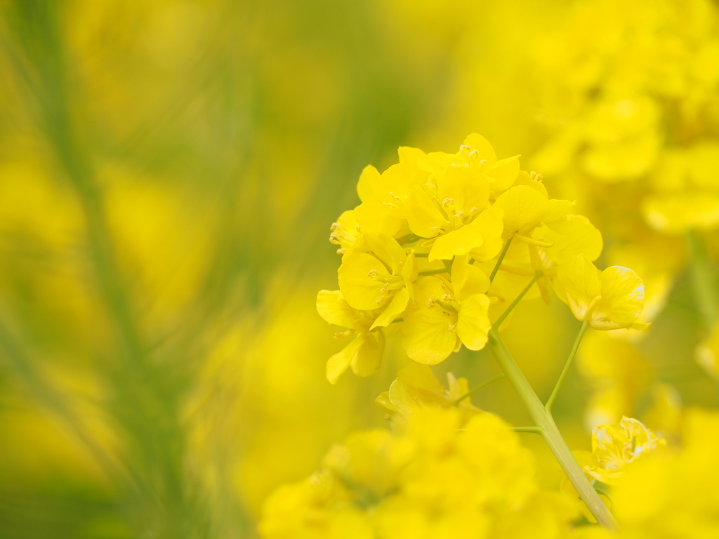 菜の花