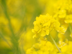 菜の花
