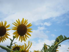 夏空とひまわり