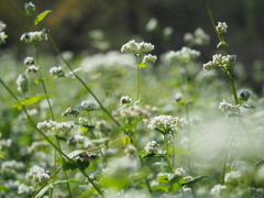 そばの花