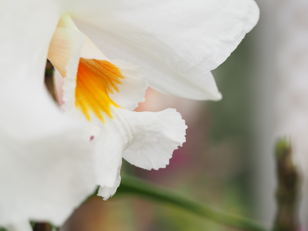 テンドロビウム