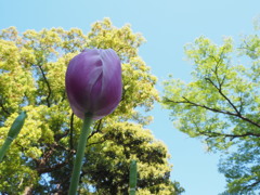 紫のチューリップ