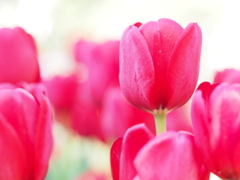 イルデフランス