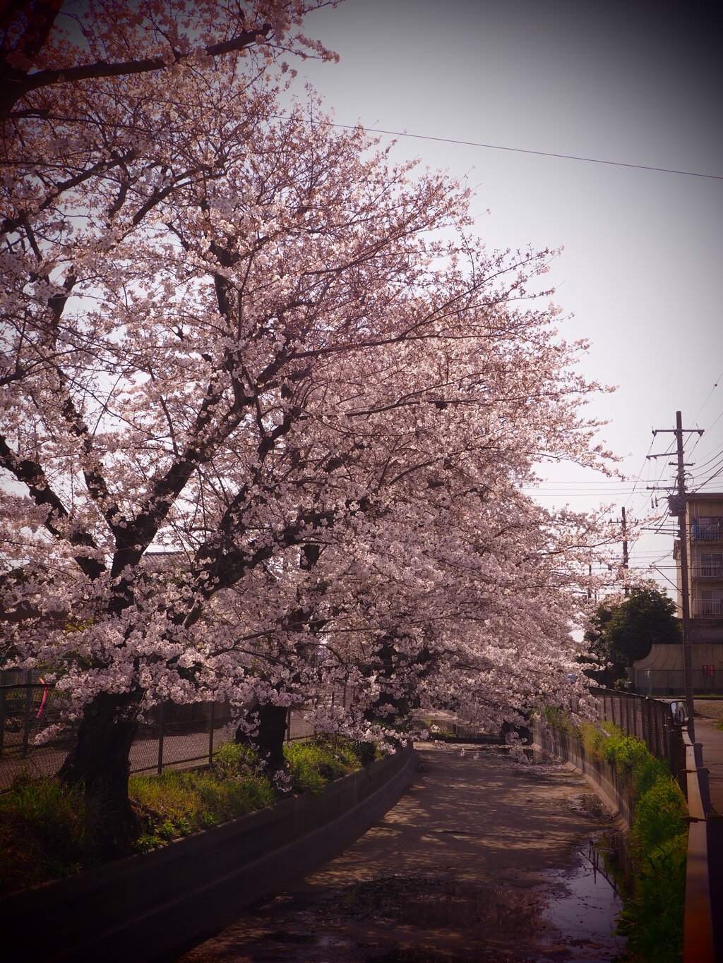 桜並木一斉にはな開く