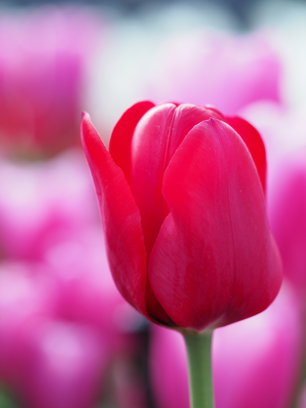 アイスチューリップ