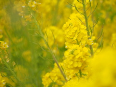 菜の花