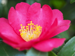 寒椿