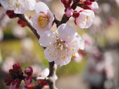 サクラ色に包まれて