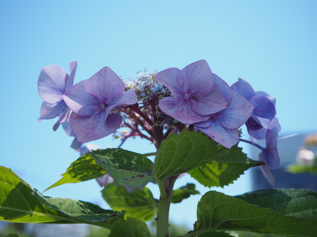 紫陽花と初夏の空
