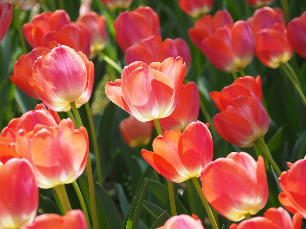 チューリップ園