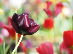 ひときわ、恋色合いで