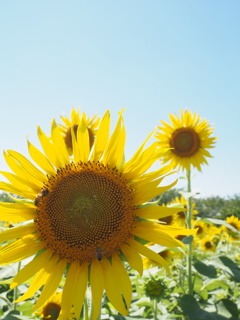 後ろから覗き見