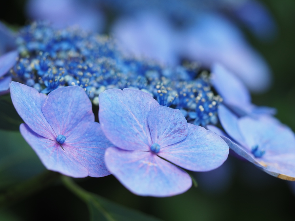 紫陽花