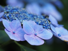 紫陽花