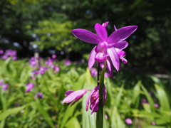 紫花