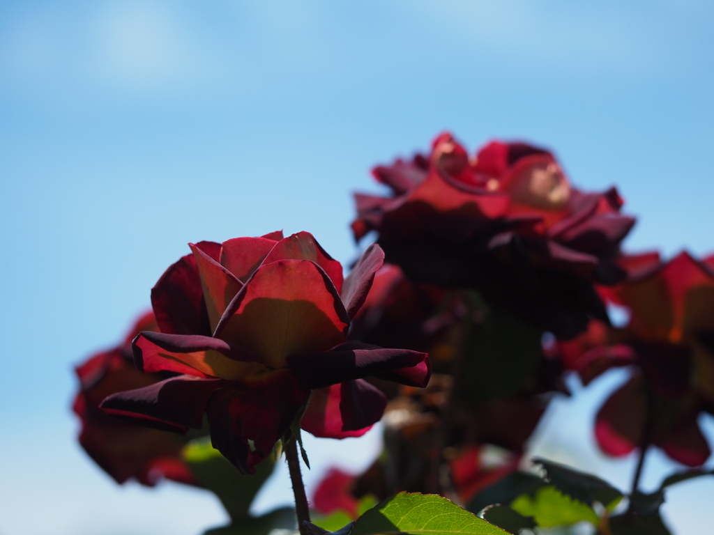 ブラックゴールド