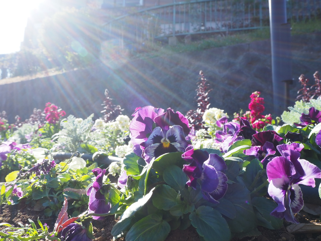 冬の日差しとはなばな