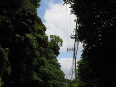 夏空覗く