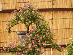 菊