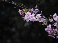 河津桜