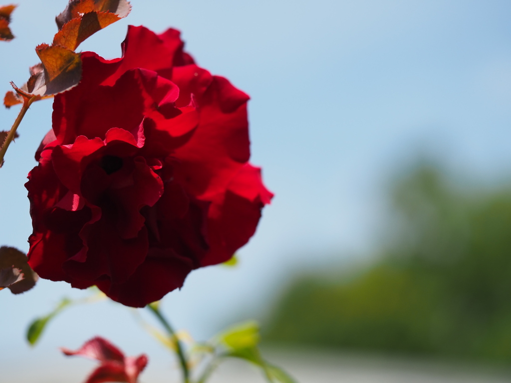 ベルサイユのばら