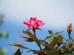 バラと秋空