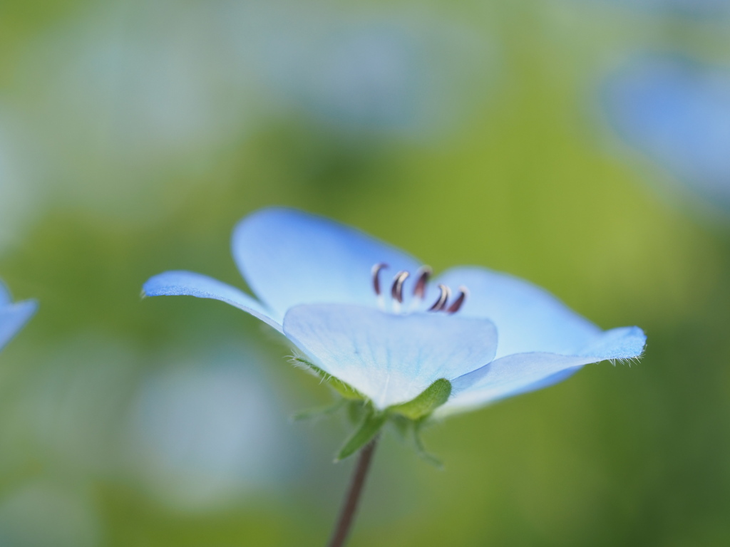 かわいい小さな水色