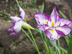菖蒲