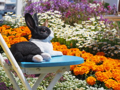 ネコと、オレンジの川